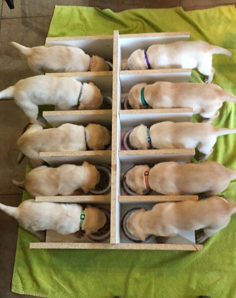 Puppy feeding station.  How to feed 10 puppies at a time. Puppy Feeding Station, Dog Breeding Kennels, Dog Whelping Box, Dog Breeding Business, Whelping Puppies, Dog Boarding Kennels, Puppy Feeding, Dog Kennel Designs, Puppy Litter