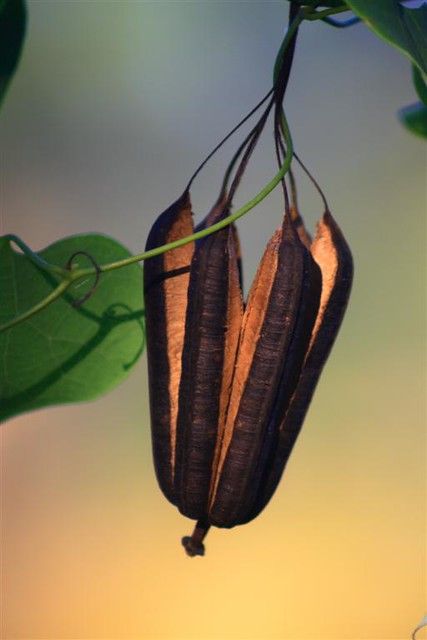 All sizes | Aristolochia's seed capsule | Flickr - Photo Sharing! Growing Ginger Indoors, Growing Ginger, Dark Flowers, Botanical Design, Seed Pods, Exotic Plants, Natural Forms, Patterns In Nature, Planting Seeds