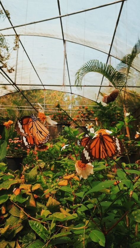 Gardening Aesthetic, F H, Garden Indoor, Single Rose, Flower Background, Butterfly Flower, Vermont, Sprouts, Thailand