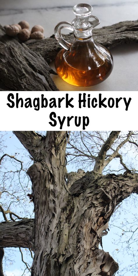 Hickory Tree, Wild Food Foraging, Foraging Recipes, Edible Wild Plants, Foraged Food, Homemade Syrup, Nut Recipes, Wild Edibles, Syrup Recipe