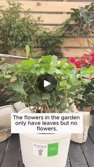 Homemade Plant Fertilizer, Plant Fertilizer, Plants And Pots, Fertilizer For Plants, Gardening 101, Home Gardening, Plants Indoor, Organic Fertilizer, Gardening Plants