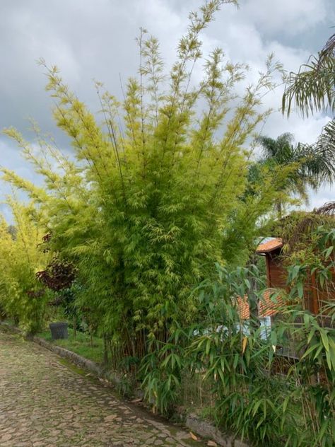 Miscanthus Sinensis Gracillimus, Permaculture, Front Yard, Fence, Outdoor Gardens, Terrace, Bali, Country Roads, Home And Garden