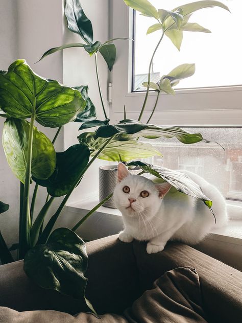 Pet Friendly House Plants, Rainy Outside, Pumpkin Pictures, Cat Plants, Jungle Cat, Big Plants, Plant Aesthetic, Cat Photography, Fluffy Cat