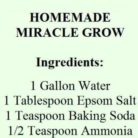 Gardenista Jax on Instagram: "If you hate buying plant food, try to make it homemade. Miracle Grow is easy to make right in your own house and a lot cheaper! Learning and growing with GardenistaJax :) 👍Like 🗣Comment 🤝 Share 👥 Tag a buddy 🫶 Save #pontevedrabeach #plantstylist #plantstyling #jacksonvilleplant #jacksonvilleplantstore #jacksonvilleplants #jacksonvilleplantshop #jacksonvilleplantstylist #plantlover #plantsofinstagram #plant #plantlife #plantbased #plantfood #planthealth #plantmi Homemade Miracle Grow For Plants, Homemade Miracle Grow, Miracle Grow Diy, Homemade Plant Fertilizer, Homemade Plant Food, Leaf Paintings, Plant Fertilizer, Miracle Grow, Learning And Growing