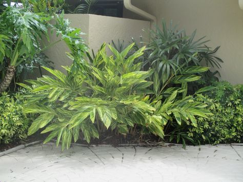 Variegated Ginger Landscape, Front Walkway Landscaping, Corner Landscaping, Walkway Landscaping, Tropical Garden Design, Corner Garden, Low Maintenance Landscaping, Patio Plants, Contemporary Garden