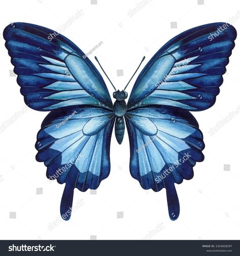 Tropical Blue Butterfly Isolated On White Stock Illustration 2324628197 | Shutterstock Butterfly Illustration, Background Watercolor, Tropical Blue, Hand Drawn Illustration, White Stock, Drawn Illustration, Blue Butterfly, Watercolor Background, Vector Design