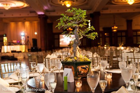 Unique bonsai tree centerpiece. http://www.maharaniweddings.com/gallery/photo/137718 Bonsai Tree Wedding Centerpieces, Bonsai Centerpiece Wedding, Bonsai Tree Centerpieces, Bonsai Centerpiece, Lion King Wedding, Unique Bonsai, Tree Wedding Centerpieces, Wedding Tree Decorations, Tree Centerpiece