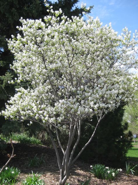 Serviceberry (Amelanchier) - Rotary Botanical Gardens Service Berry Tree, Amelanchier Alnifolia, Fruit Shrub, Foundation Planting, How To Attract Birds, Flowering Shrubs, Deciduous Trees, Small Trees, Front Garden