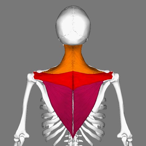 Frozen Shoulder Pain, Occipital Bone, Frozen Shoulder Exercises, Trapezius Muscle, Punkty Spustowe, Head Muscles, Human Muscle Anatomy, Thoracic Vertebrae, Shoulder Pain Relief