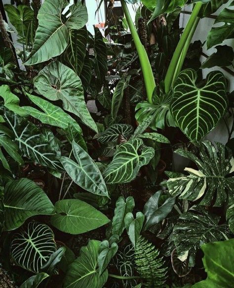 Plant Presentation, Green Houseplants, Tropical Garden Plants, Jungle Images, Technology Website, Tropical Garden Design, About Plants, Presentation Ideas, Inside Plants