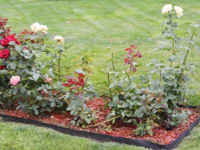 Small Rose Garden Ideas, Roses Garden Care, Front Yard Flowers, Rose Bed, Rose Garden Landscape, Shade Landscaping, Flower Bed Edging, Knockout Roses, Forever Roses