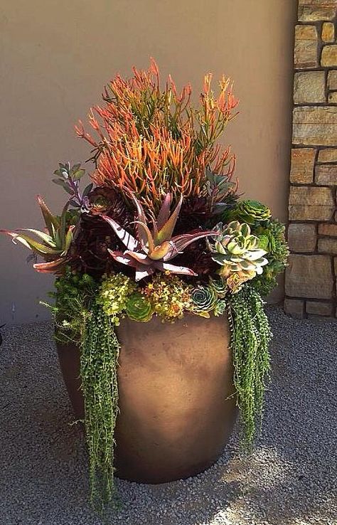 I love this beautiful arrangement of succulent plants with contrasting colors and forms. Tall Succulents, Porch Pots, Pots Ideas, Backyard Flowers Garden, Summer Planter, Fall Container Gardens, Winter Porch, Backyard Flowers, Fall Planters