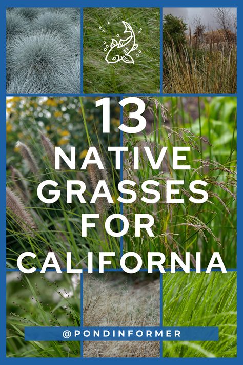 Immerse yourself in the beauty of California's diverse grasslands! Our article showcases 13 native grass species in California, complete with detailed identification and captivating images. These grasses play a vital role in California's ecosystems. Enhance your appreciation for native flora of the Golden State! #CaliforniaNativeGrasses #Grasses #NativePlant #CaliforniaPlant #NativeGrass California Native Grasses, California Garden Ideas, Northern California Native Garden, California Native Landscape, California Landscaping, Grass Species, South California, California Plants, California Native Garden