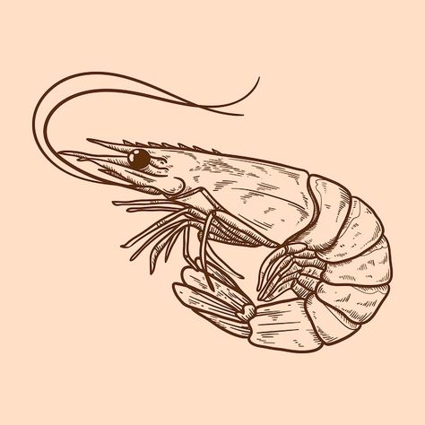 Shrimp Illustrations, Shrimp Tattoo, Shrimp Drawing, Head Drawing, Outline Illustration, Drawing Heads, Coconut Shrimp, Chalk Art, Vector Hand