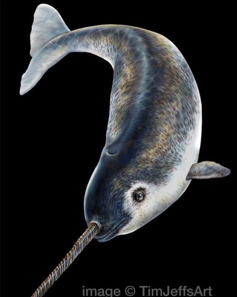 Tim Jeffs Art on Instagram: “**INTRODUCING MY NARWHAL** Unicorns are Real! It's amazing to me that even today very little is known about the Narwhal. Studying their…” Narwhal Real, Greenland Cruise, Narwhal Pictures, Narwhal Drawing, Narwhal Tattoo, Narwhal Art, Sea Unicorn, Carnival Legend, Future Human