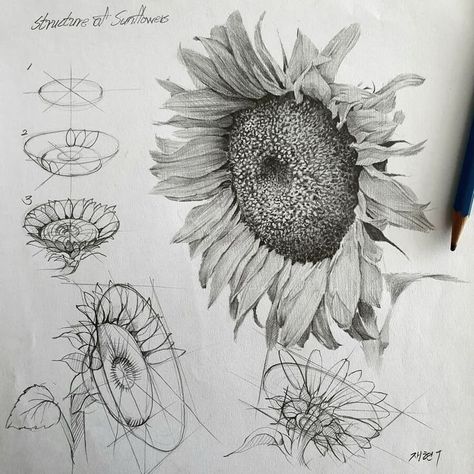 Drawing Tutorial with no Moving Parts Sunflower Sketches, Structural Drawing, Sunflower Drawing, Flower Line Drawings, Flower Drawing Tutorials, Flower Art Drawing, Perspective Art, Art Pastel, Draw Art