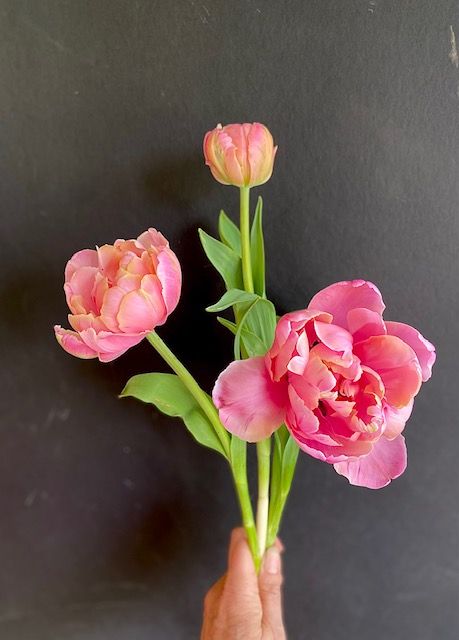 Pink with honey blush, double petal on long 16" + stems Double Tulip Bouquet, Blush Tulips, Double Petal Tulips, Pink And Orange Tulips, Pale Pink Tulips, Double Late Tulips, Double Tulips, Dahlia Tattoo, Pink Star