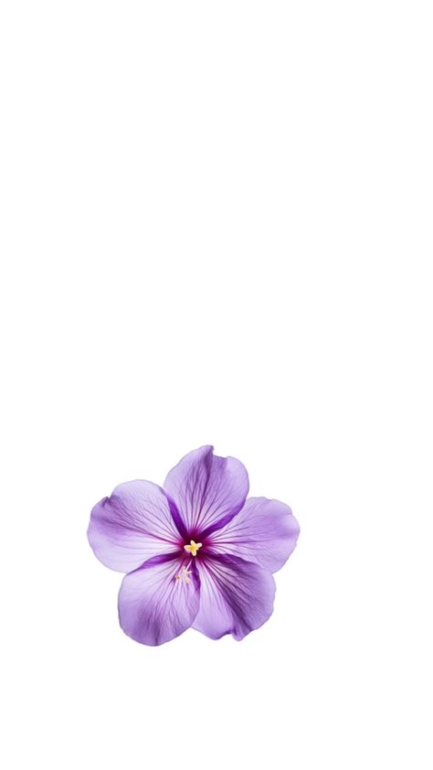 Purple Flower Lockscreen, Purple Flower White Background, Violet Aura Aesthetic, Purple Flowers Wallpaper Iphone, Wallpaper Iphone Light Purple, Purple Asthetics Photos, Wallpaper Iphone Violet, Purple Wallpaper Lavender, Violet Flower Aesthetic