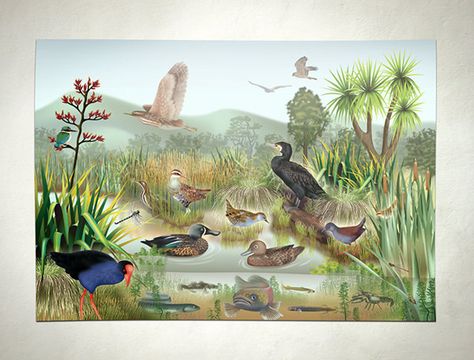 Wetland Poster on Behance Bird Infographic, Habitat Illustration, Pond Animals, Wildlife Illustration, Abstract Pencil Drawings, Garden Mural, Chalkboard Drawings, Family Nature, Pond Life