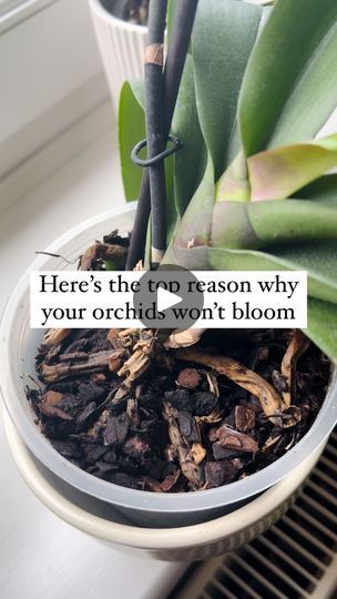 69K views · 1.1K reactions | Why Aren’t Your Orchids Blooming? Let’s Rescue Those Roots! 🌿

Before we dive in, be sure to save this post 📌 and hit that follow button for more exclusive orchid care insights!

Starting with a Phalaenopsis in need of root rescue 🛟. A friend has entrusted me with its care, so stay tuned for the full transformation video coming soon.

Here’s how we’re revitalizing these roots, and what to do if you notice issues like brown or mushy roots:

☀️ Light Requirements: Adequate light is crucial for orchids. They thrive in bright, indirect light that fuels photosynthesis and directly influences blooming. Insufficient light can severely impact flower production.

🌱 Healthy Root Signs: Vibrant green orchid roots indicate excellent health, actively contributing to pho Excellent Health, Phalaenopsis Orchid Care, Orchid Roots, Green Orchid, Orchid Care, Phalaenopsis Orchid, Follow Button, Photosynthesis, Vibrant Green