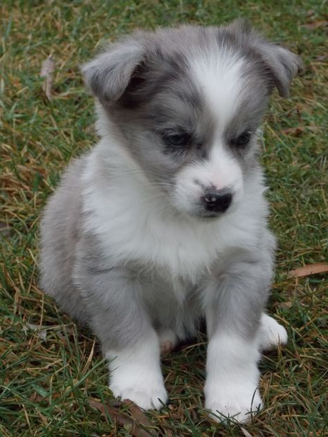 Corgi Australian Shepherd Mix | Corgi Mixes Chien Jack Russel, Pretty Puppy, Dog Types, Australian Shepherd Mix, Aussie Puppies, Corgi Mix, Australian Shepherds, Shepherd Puppies, Working Dogs