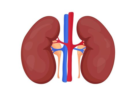 World Kidney Day, Human Kidney, Kidney Pain, Throat Infection, Fluid And Electrolytes, Kidney Cleanse, Human Body Anatomy, School Things, Body Anatomy