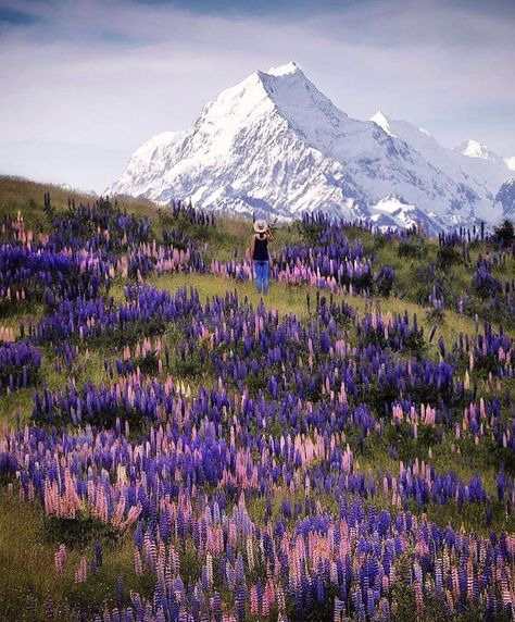 Aoraki Mount Cook National Park, Watercolour Reference, Mount Cook New Zealand, Aoraki Mount Cook, New Zealand Adventure, Mount Cook, Valley Of Flowers, New Zealand Landscape, Visit New Zealand