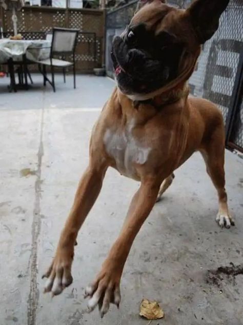 10 Realities That New Boxer Owners Must Accept - The Paws Dogs German Shepherd, Boxer Dogs Facts, Boxer Dog Puppy, Boxer Dogs Funny, Dog Tumblr, Love You Quotes, Love Sayings, Boxer And Baby, Funny Boxer