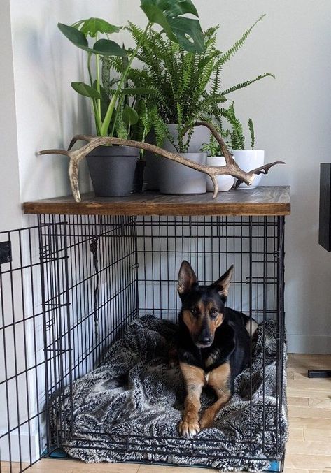 In fact  it is important that you keep the puppy crate clean. You should clean it with soap and water at least once a week. Furniture Dog Pen, Cute Kennel Ideas, Dog Crate Styling, Dog Crate Office, Custom Dog Crate Furniture, Dog Space In Living Room, Wood Dog Crate Cover, Decorate Dog Crate, Dog Crate Bedroom