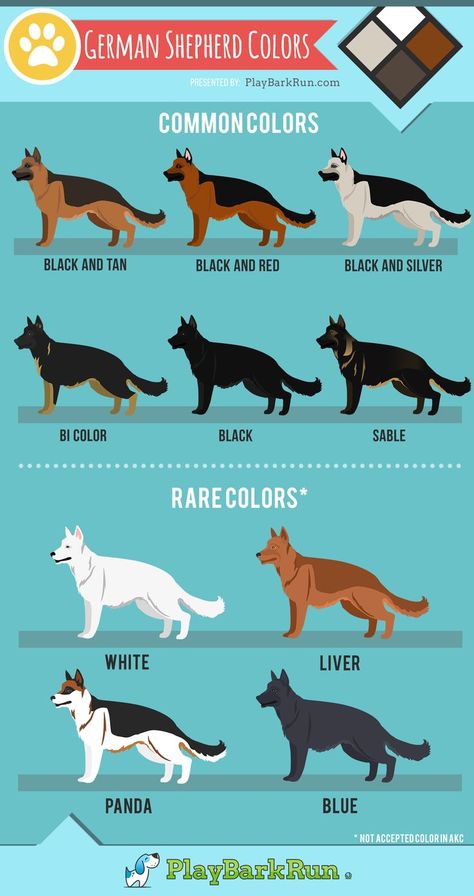 German shepherds come in all varieties of beautiful colors and lengths. Grooming and Care also play a big part in their coat health. Learn about all the colors, AKC breed standards, and coat care. #germanshepherd #grooming #dogs Big German Shepherd, German Shepherd Colors, Grooming Dogs, German Dog Breeds, All Dog Breeds, German Shepherd Breeds, Rare Dogs, Akc Breeds, Rare Colors