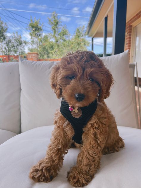 Golden Doodle Puppy, Mini Golden Doodle Aesthetic, Minature Goldendoodle Puppy, Teacup Labradoodle, Cavapoo Puppies Aesthetic, Goldendoodle Teacup, Cute Fluffy Puppies, Cute Small Dogs, Cockapoo Puppies