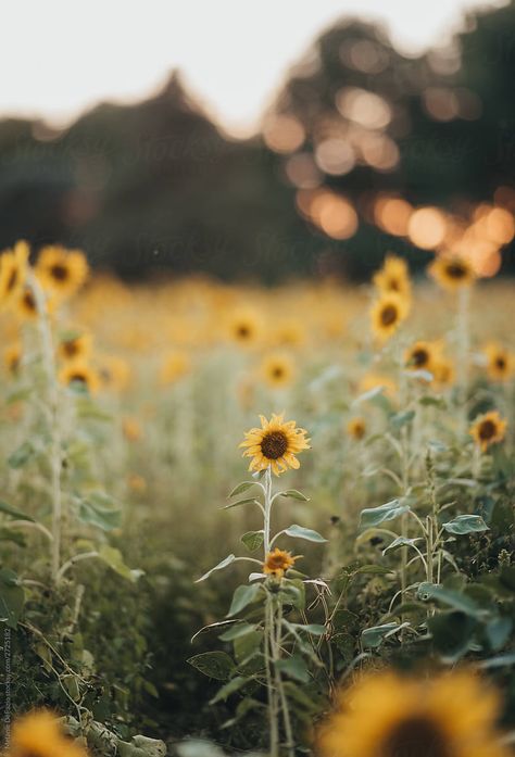 A freelensed image of a sunflower field in the late summer. Late Summer Backgrounds, Late Summer Wallpaper Iphone, Late Summer Vibes, Sunflower Astethic, Late Summer Wallpaper, Late Summer Aesthetic, Sunflowers Aesthetic, Nature Vacations, Nature Lover Quotes