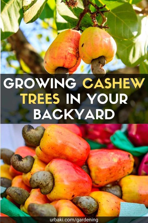 Cashew Plant, Cashew Nut Tree, Tree Arborist, Cashew Tree, Hazelnut Tree, Tropical Greenhouses, Nut Trees, Brazil Nuts, Garden Plans