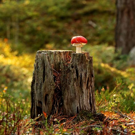 Tree Stump Aesthetic, Tree Stump Photography, Tree Stump Drawing, Tree Stump With Mushrooms, Mushroom On Tree, Stump With Mushrooms, Mushrooms On Trees, Cottagecore Pictures, Mushrooms Drawing