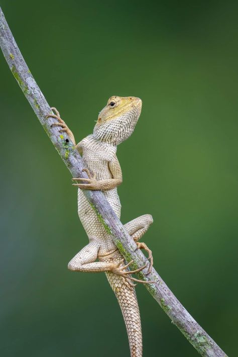 Lizard Photography, Reptile Photography, Garden Lizard, Chameleon Lizard, Indian Garden, Animal Spirit, Drawings Ideas, Sleeve Ideas, Deep Art