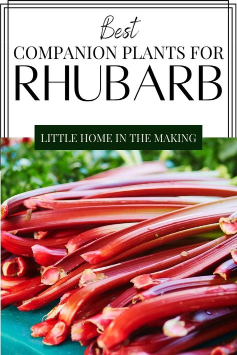 If you're looking for the best companion plants for growing rhubarb, you're going to want to keep this list handy! Make the most of the growing season and watch your vegetable garden success while using companion planting. If you're looking for rhubarb growing tips, you're going to want to start here to find out all the needed info and the BEST (and worst) plants for growing with rhubarb. Rhubarb Tea, Growing Rhubarb, Asparagus Plant, Rhubarb Plants, Growing Asparagus, Garden Companion Planting, Natural Pesticides, Garden Remedies, Broccoli Cauliflower