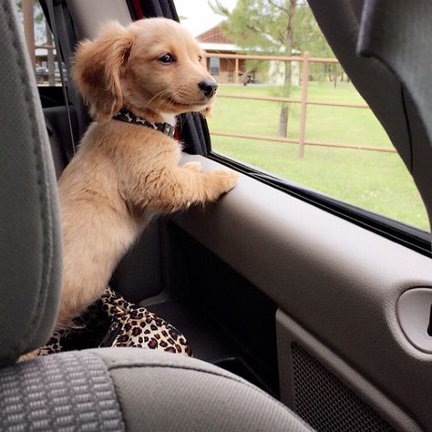 Curly Hair Daschund, Blonde Long Hair Weiner Dog, Blonde Dachshund Short Hair, Long Hair Dauchand Puppy, Cream Mini Daschund, Long Haired Miniature English Cream Dachshund, Mini Long Haired English Cream Dachshund, Creme Mini Dachshund, Mini Dauchsands Long Hair