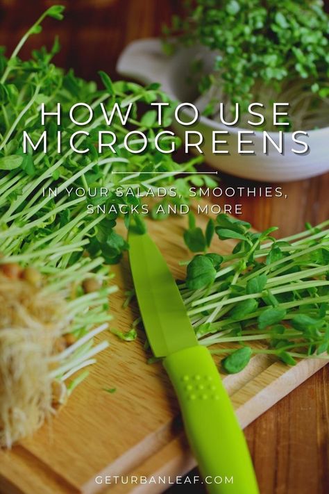 How to Use Microgreens in Salads, Smoothies, and More. Click here to learn more about recipes you can do with microgreens. Microgreens Recipe, Micro Greens, Hydroponic Farming, Growing Microgreens, Micro Nutrients, Growing Greens, Nutritious Food, Indoor Gardening, Nutrition Program