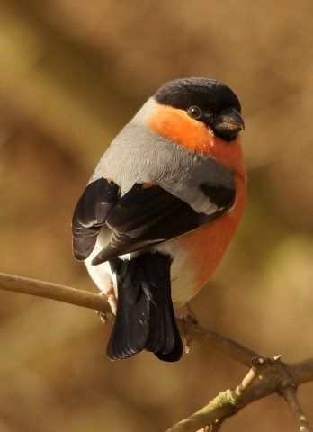 Eurasian Bullfinch by John Gray - BirdGuides Bullfinch Bird, Bullfinch Drawing, Eurasian Bullfinch, Gouldian Finch Mutation, Bullfinch, Eurasian Tree Sparrow, Most Beautiful Birds, Bird Watcher, Rare Animals