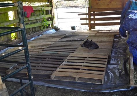 Storing Hay on Pallets in a Rainy Climate | Listen To Your Horse Hay Storage Shed Diy, Diy Hay Storage Ideas, Horse Dry Lots, Hay Storage Ideas, Rainy Climate, Stable Plans, Donkey Care, Horse Hacks, Horse Feeder