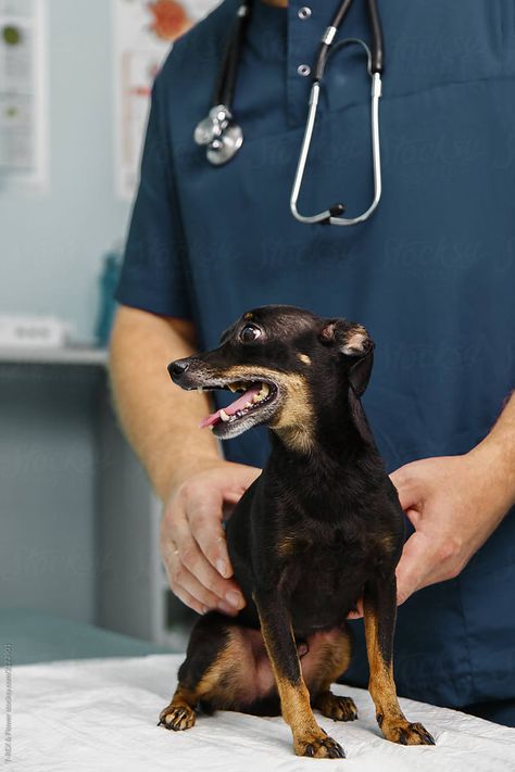 Crop veterinarian doctor with small puppy on table in clinic Veterinarian Doctor, Small Puppy, Small Puppies, Veterinarian, Small Dog, Small Dogs, Free Stock Photos, Royalty Free Stock Photos, Medicine