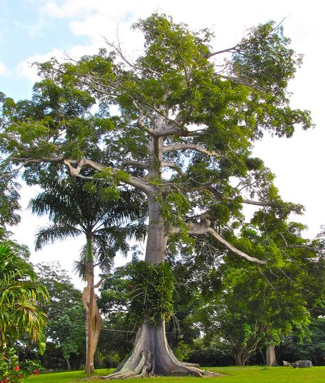 kapok tree Kapok Tree, Trees, Pins