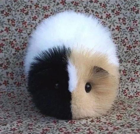 Diffrent breed guinea pig yes indeed in good take care . Ginnie Pigs, Ginny Pigs, Guinea Pigs Funny, Baby Guinea Pigs, Pet Guinea Pigs, Cute Guinea Pigs, Two Face, Cute Small Animals