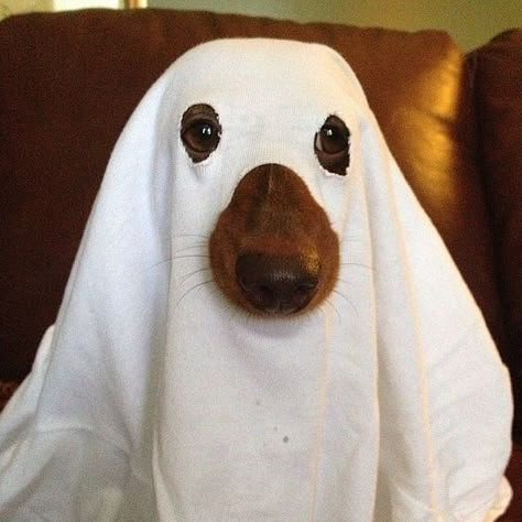 Image result for dog dressed as a ghost Diy Pet Costumes, Diy Dog Costumes, Pet Halloween Costumes, Dog Halloween Costumes, Dog Costumes, Halloween Animals, Dog Costume, Pet Costumes, Dog Halloween