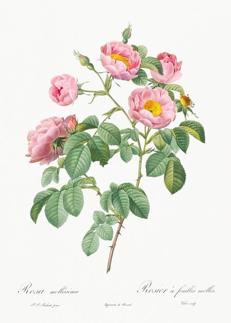 Semi-Double Variety of Tomentose Rose, also know as Rosebush with Soft Leaves (Rosa mollissima) from Les Roses (1817–1824) by Pierre-Joseph Redouté. Original from the Library of Congress. Digitally enhanced by rawpixel. | free image by rawpixel.com Illustration Rose, Zestaw Ikon, China Rose, Rose Illustration, Leaves Illustration, Illustration Botanique, Cabbage Rose, Botanical Print Set, Damask Rose