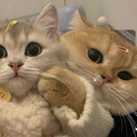 Matching Couple Dp Cats, Cats Couple Dp, Cat Couple Pfp, Avt Couple, Pp Couple, Cat Profile, Cat Couple, Cute Cats Photos, Cute Emoji Wallpaper