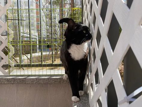 Cat Proofing Balcony, Pet Proof Balcony, Cat Safe Balcony Small Apartments, Cat Proof Patio, Balcony For Cats Apartments, Pet Friendly Balcony Ideas, Catio Cat Balcony, Balcony Cat Safe, Balcony Pet Area