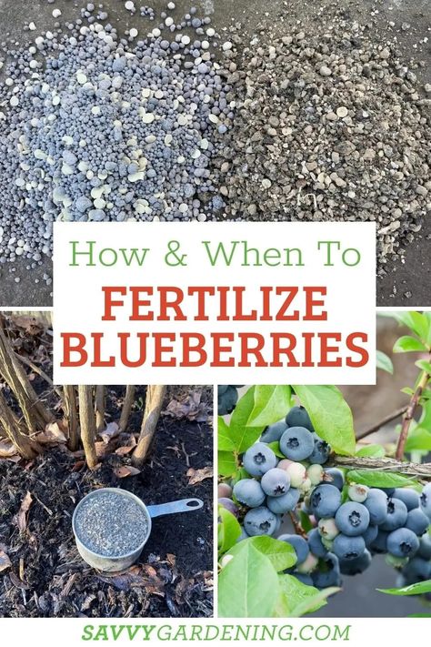 Blueberries are among the easiest fruits for home gardeners to grow. They have few pests, don’t take up much room, and produce berries for many years. Blueberry plants are extremely cold hardy, and their care routine is not complicated. This article will give gardening tips on the best products to fertilize blueberries, the proper time to apply blueberry fertilizer, and how much of it to use. Blueberry Fertilizer, Blueberry Varieties, Blueberry Gardening, Blueberry Bush, Growing Blueberries, Berry Garden, Blueberry Plant, Growing Fruit Trees, Berry Plants