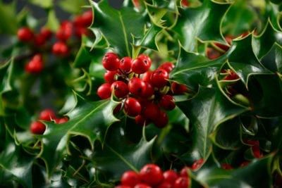 Understory Trees, Holly Shrub, Understory Plants, Holly Plant, Christmas Cactus Care, Holly Bush, Types Of Shrubs, Cactus Care, Redbud Tree