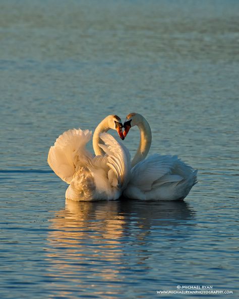 Swan Couple, Two Swans, Swan Love, Mute Swan, Nikon D800, Big Bird, Swans, Bird Feathers, Love Birds